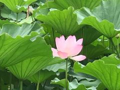-紫竹院公园冰场