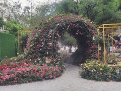 -深圳仙湖植物园