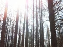 -日照海滨国家森林公园