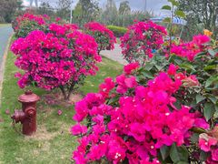 -芒洲湿地公园