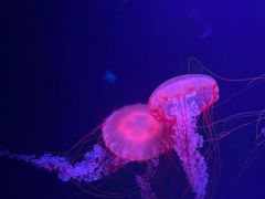 -欢乐海岸海洋奇梦馆