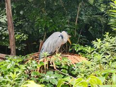 -广州长隆飞鸟乐园