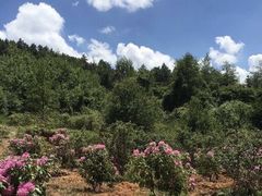 -名花谷生态庄园