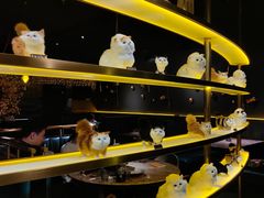 -黄晓猫剁椒大鱼头(海岸城店)