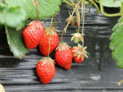 -胜丰草莓采摘园