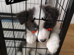 -翊宠yipet猫狗购宠庄园犬舍•猫舍