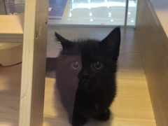 -爪爪喵星球·猫舍(前海卓越店)