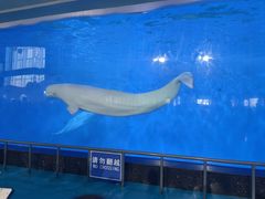 -泉城欧乐堡海洋极地世界