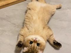 -猫十亿·布偶金渐层·曼基康矮脚猫舍(青年路店)