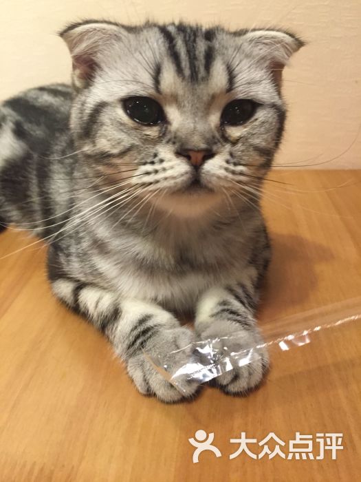 angelacat猫咪主题咖啡馆(新街口店)图片 - 第1236张