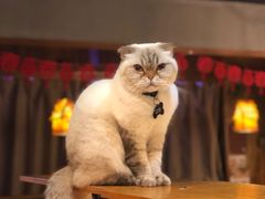 -喵园·猫主题咖啡厅·撸猫·猫咖(国贸店)