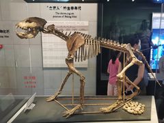 -北京周口店北京人遗址博物馆