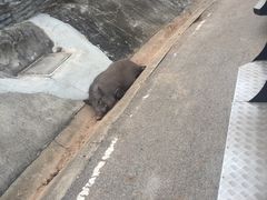 -清迈夜间动物园
