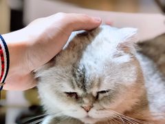 -飞行喵MR PILOT|猫舍·猫咖(静安大融城店)