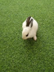 点击看大图 -萌宠亲子动物乐园(槐房万达店)