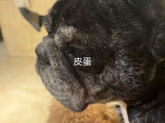 -萌喵宠狗爱心宠咖