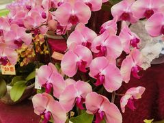 -上海鲜花港