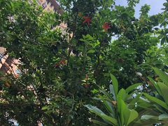 -三亚湾红树林度假世界(木棉酒店)