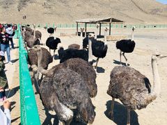 -新疆天山野生动物园