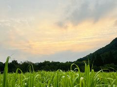 -八卦田遗址公园