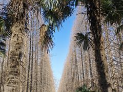 -黄海国家森林公园