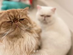 -More Fun猫咖 二十只万元加菲主题