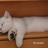 皮皮肠胃炎