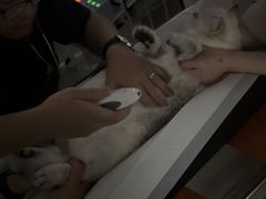 -申普宠物医院·眼科·心内科·影像科(普陀分院)