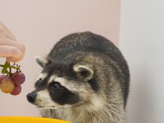 -浣熊柯尔鸭土拨鼠·电玩咖