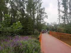 -桤木河湿地公园