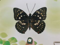 -上海昆虫博物馆