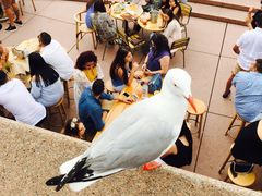 -悉尼海港大桥