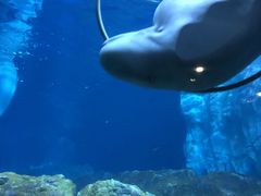 -珠海长隆海洋王国