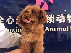 -全心全意连锁动物医院(石景山店)