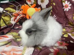 -猫猫幼稚园·撸猫·桌游·电玩