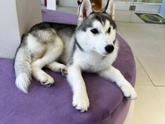 -怪兽屋·羊驼·猫咖·狗咖(俊华广场店)