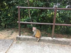 -狮子山郊野公园