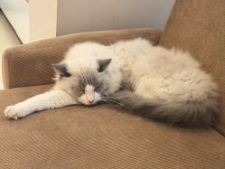 -懒猫摄影studio写真馆