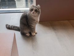-猫儿山۰猫主题餐厅