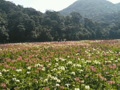 -广州市石门国家森林公园