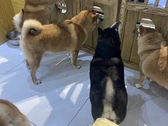 -柴源莊·柴小宠柴犬咖啡