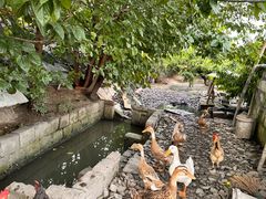 -樂桃源奉贤黄桃种植采摘基地