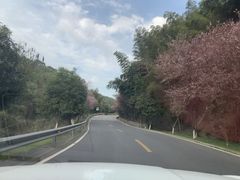 -长沙黑麋峰国家森林公园