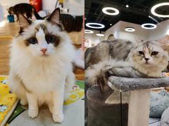 -COLOR PETS 撸猫馆·购猫·猫咖(长风大悦城店)