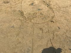 -碧海金沙