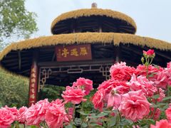 -东湖落雁景区