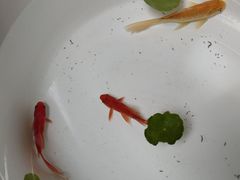 -香园茶社·金陵小灶(老门东店)
