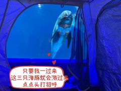 -合肥海洋世界