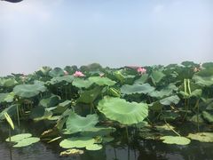 -荷塘月色湿地公园·向阳花洲