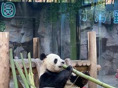 -栾川竹海野生动物园